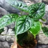 Kép 2/5 - Alocasia baginda 'Dragon Scale'