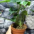Kép 3/5 - Alocasia baginda 'Dragon Scale'