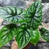Kép 4/5 - Alocasia baginda 'Dragon Scale'