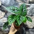 Kép 5/5 - Alocasia baginda 'Dragon Scale'