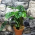 Kép 1/5 - Alocasia baginda 'Dragon Scale'