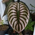 Kép 1/5 - Alocasia 'Cuprea Red Secret'