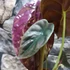 Kép 5/5 - Alocasia 'Cuprea Red Secret'