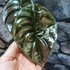 Kép 4/5 - Alocasia 'Cuprea Red Secret'