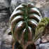 Kép 3/5 - Alocasia 'Cuprea Red Secret'