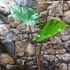 Kép 4/7 - Alocasia 'Black Cobra' - óriás elefántfül, 1-2 leveles