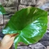 Kép 2/7 - Alocasia 'Black Cobra' - óriás elefántfül, 1-2 leveles