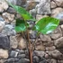Kép 1/7 - Alocasia 'Black Cobra' - óriás elefántfül, 1-2 leveles