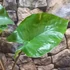 Kép 6/7 - Alocasia 'Black Cobra' - óriás elefántfül, 1-2 leveles