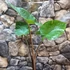 Kép 7/7 - Alocasia 'Black Cobra' - óriás elefántfül, 1-2 leveles