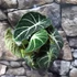 Kép 2/7 - Alocasia "Ninja"értékcsökkent