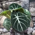 Kép 1/7 - Alocasia "Ninja"értékcsökkent