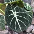 Kép 3/7 - Alocasia "Ninja"értékcsökkent