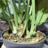 Kép 4/7 - Alocasia "Ninja"értékcsökkent