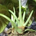 Kép 5/7 - Alocasia "Ninja"értékcsökkent
