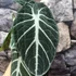 Kép 6/7 - Alocasia "Ninja"értékcsökkent