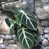 Kép 7/7 - Alocasia "Ninja"értékcsökkent