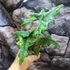 Kép 8/13 - Alocasia Jacklyn