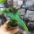 Kép 7/13 - Alocasia Jacklyn