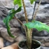 Kép 9/13 - Alocasia Jacklyn