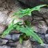 Kép 10/13 - Alocasia Jacklyn
