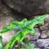 Kép 11/13 - Alocasia Jacklyn