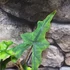 Kép 13/13 - Alocasia Jacklyn