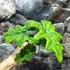 Kép 6/13 - Alocasia Jacklyn