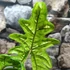 Kép 3/13 - Alocasia Jacklyn