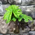 Kép 4/13 - Alocasia Jacklyn