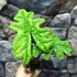 Kép 2/13 - Alocasia Jacklyn