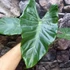 Kép 1/5 - Alocasia Brisbanensis brown petiole