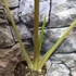 Kép 5/5 - Alocasia Brisbanensis brown petiole