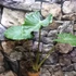 Kép 2/5 - Alocasia Brisbanensis brown petiole