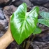 Kép 4/5 - Alocasia Brisbanensis brown petiole