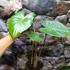 Kép 3/5 - Alocasia Brisbanensis brown petiole
