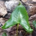 Kép 3/12 - Alocasia zebrina 'Siberian Tiger'