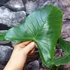 Kép 12/12 - Alocasia zebrina 'Siberian Tiger'