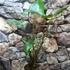 Kép 2/12 - Alocasia zebrina 'Siberian Tiger'