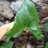 Kép 4/12 - Alocasia zebrina 'Siberian Tiger'