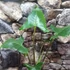 Kép 5/12 - Alocasia zebrina 'Siberian Tiger'