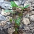 Kép 6/12 - Alocasia zebrina 'Siberian Tiger'