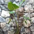 Kép 7/12 - Alocasia zebrina 'Siberian Tiger'
