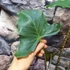 Kép 8/12 - Alocasia zebrina 'Siberian Tiger'