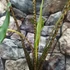 Kép 9/12 - Alocasia zebrina 'Siberian Tiger'