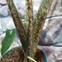 Kép 10/12 - Alocasia zebrina 'Siberian Tiger'
