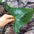 Kép 11/12 - Alocasia zebrina 'Siberian Tiger'