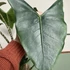 Kép 1/12 - Alocasia zebrina 'Siberian Tiger'