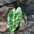 Kép 14/16 - Alocasia 'Frydek Variegata'