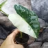 Kép 15/16 - Alocasia 'Frydek Variegata'